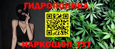 индика Кингисепп