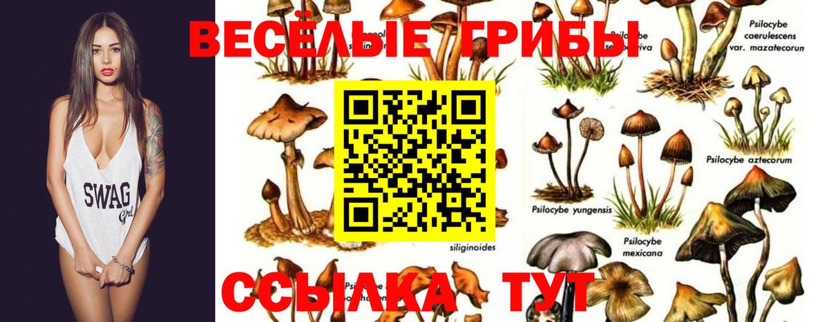 Галлюциногенные грибы прущие грибы  Вход с VPN  Рославль 
